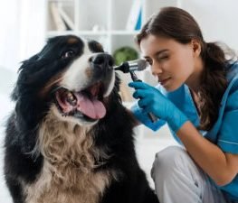 Veterinarian